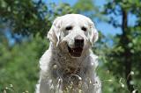 GOLDEN RETRIEVER 1148